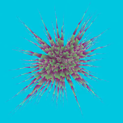 Star Flower #388