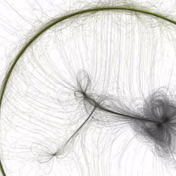 Phototaxis #736
