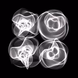 Flowers #4539