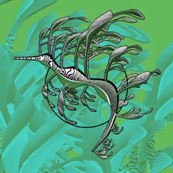 Seadragons #225