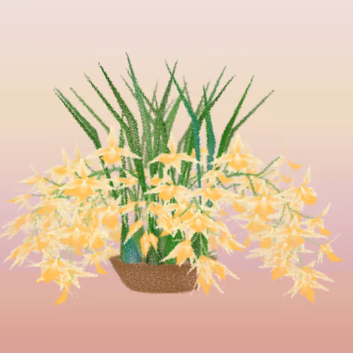 Cattleya By Ben Snell