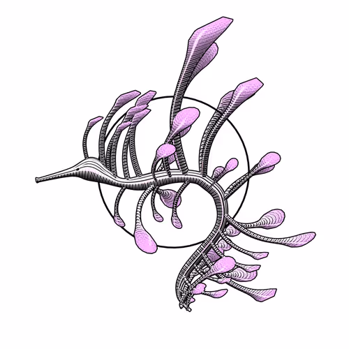 Seadragons #932