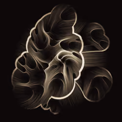Gravity 16 #46