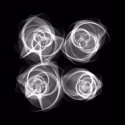 Flowers #2562