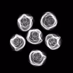 Flowers #4307