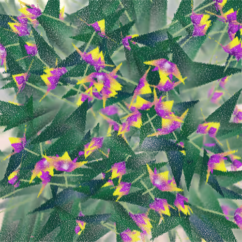 Cattleya By Ben Snell