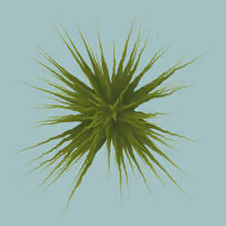 Star Flower #777