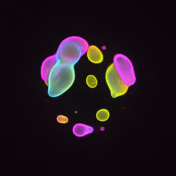 Bubble Blobby #68