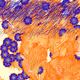 Fragments of an Infinite Field #228