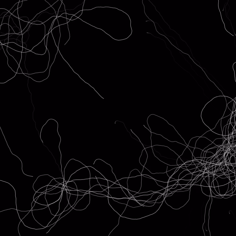 Phototaxis #978