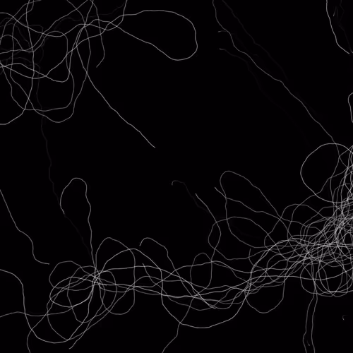 Phototaxis #978
