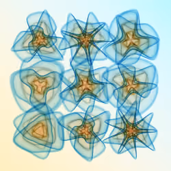Flowers #5186