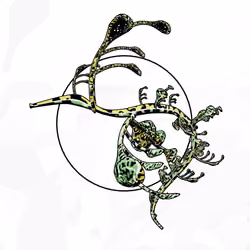 Seadragons #802