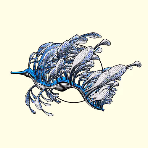 Seadragons #81