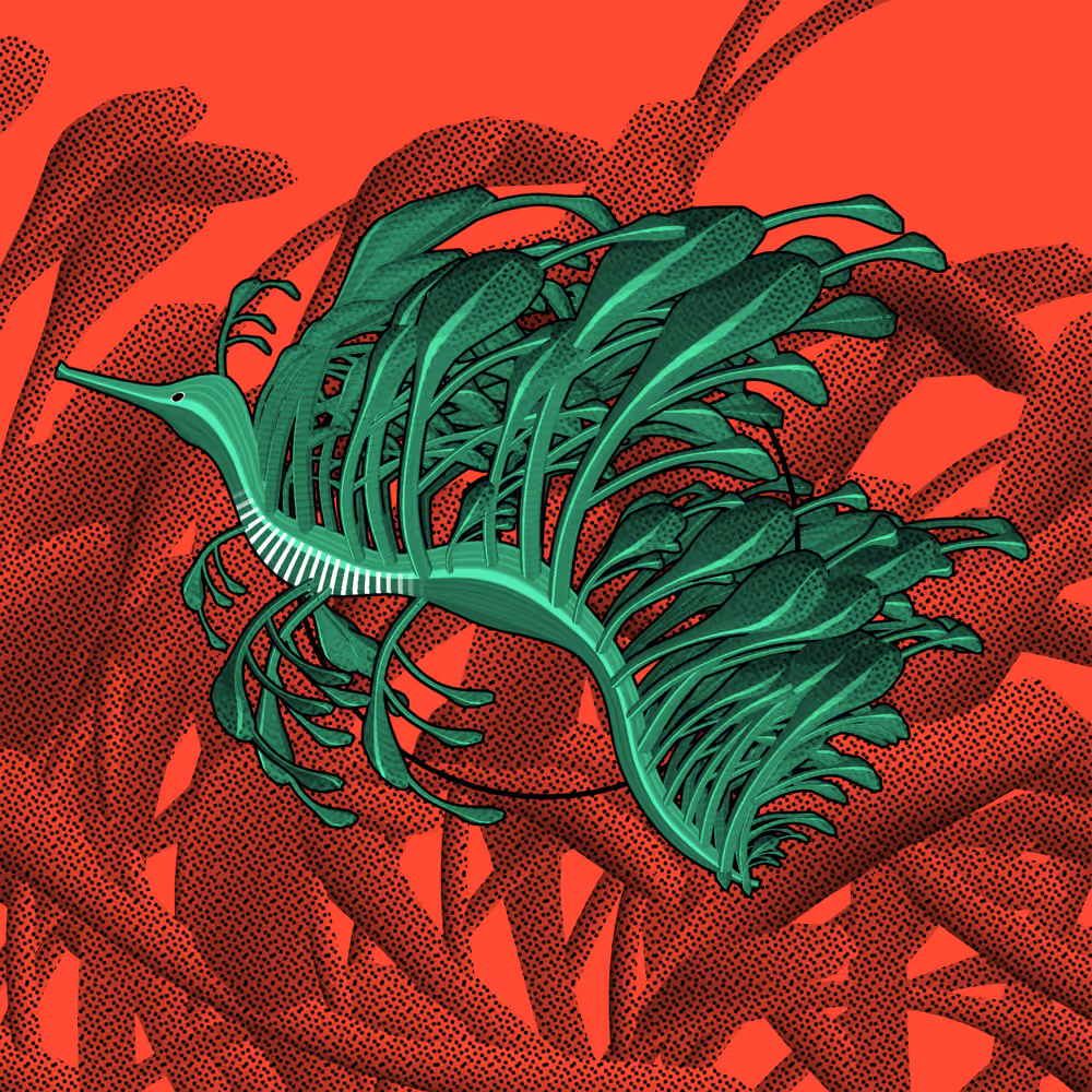 Seadragons #983