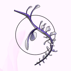 Seadragons #115