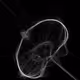 Phototaxis #618