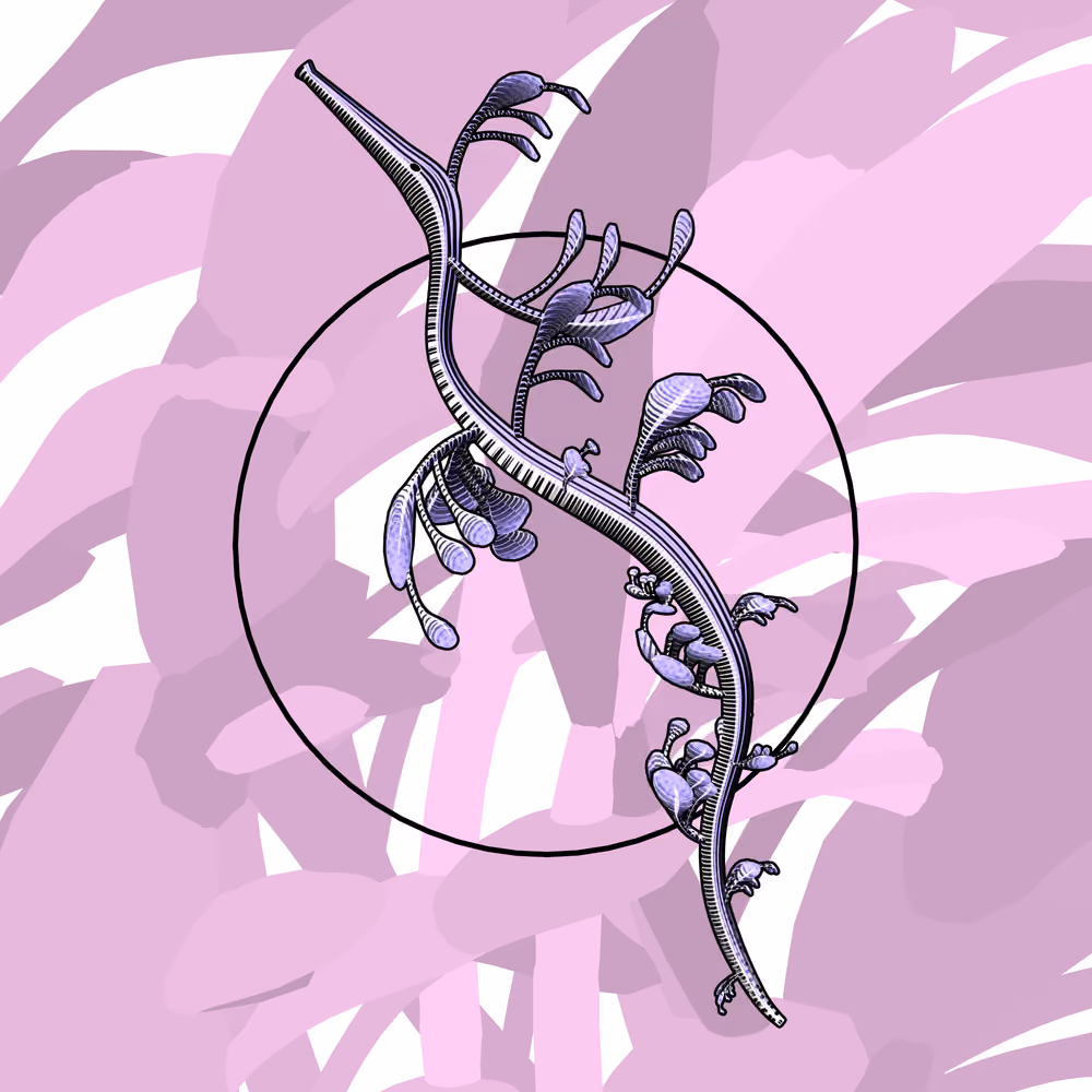 Seadragons #974