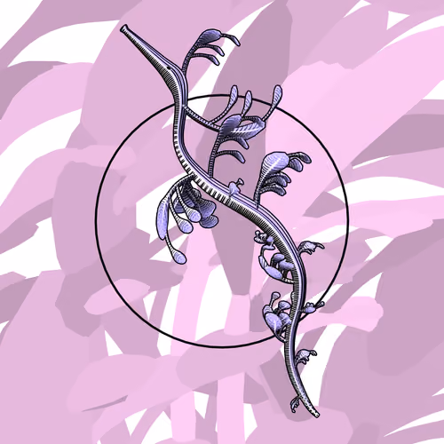 Seadragons #974