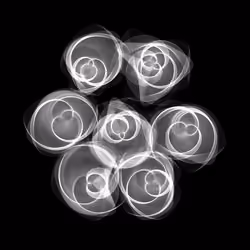 Flowers #236