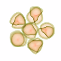 Flowers #1543