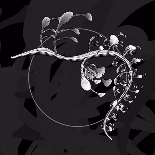 Seadragons by Marcin Ignac