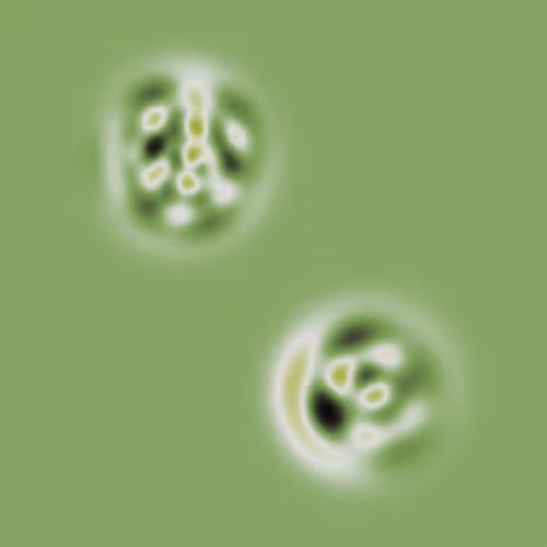 Quantum Collapses By Insight