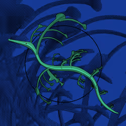Seadragons #921