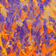 Fragments of an Infinite Field #662