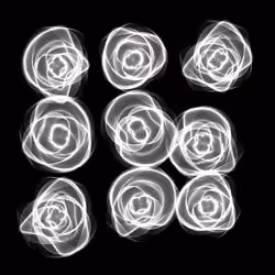 Flowers #5470