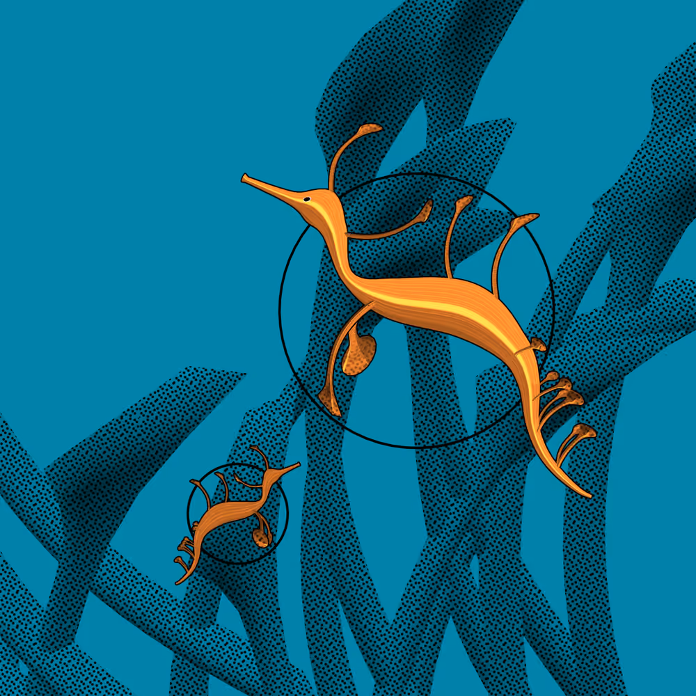 Seadragons #964