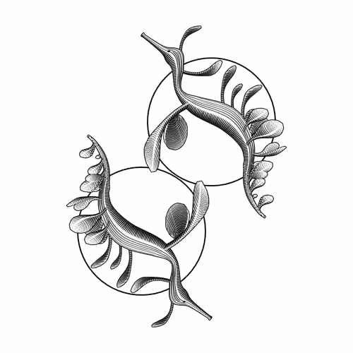 Seadragons #619