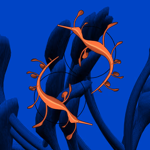 Seadragons #441