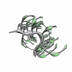 Seadragons #203