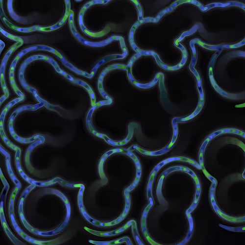 Item #269000073 Media