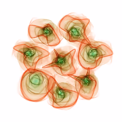Flowers #1