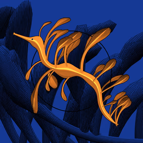 Seadragons #523