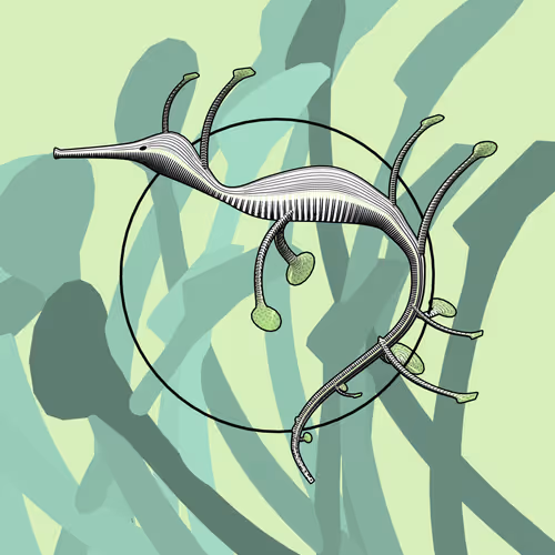 Seadragons #937