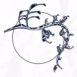 Seadragons #785