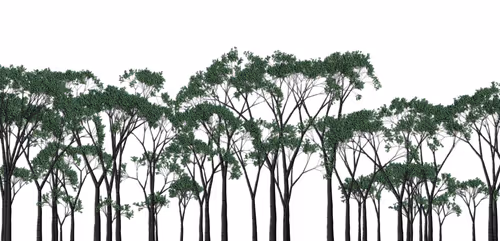 Item #254000005 Media