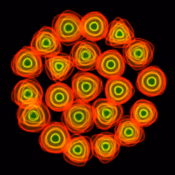 Flowers #5288