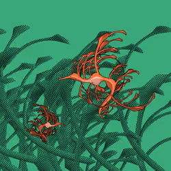 Seadragons #42