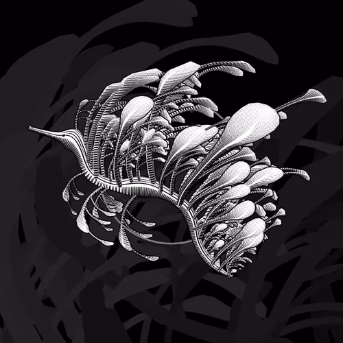 Seadragons #980