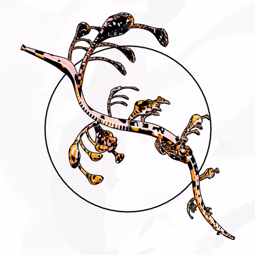 Seadragons #22
