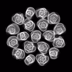 Flowers #5769
