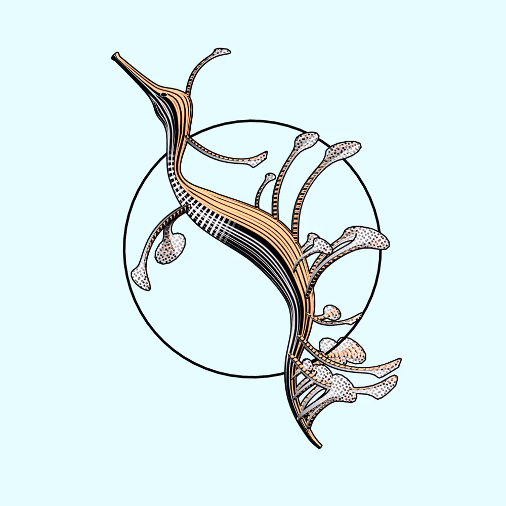Seadragons #991