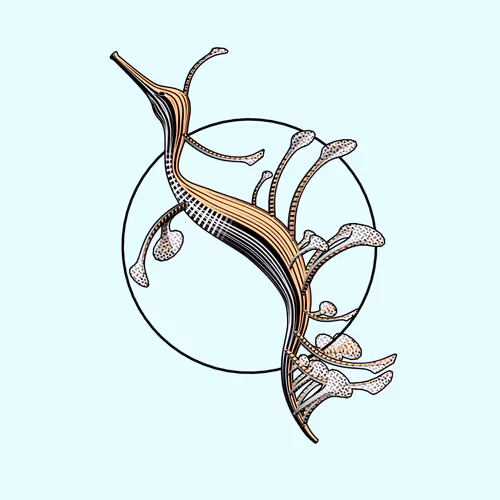 Seadragons #991