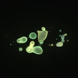 Bubble Blobby #288
