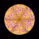 117002425