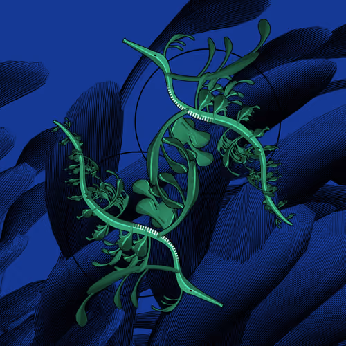 Seadragons #18